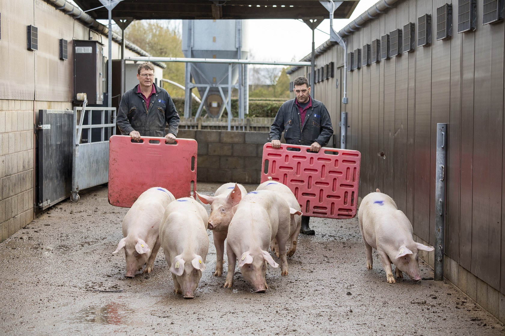 Two farmers moving a group of pigs with red pig boards
